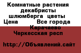 Комнатные растения, декабристы (шлюмберга) цветы › Цена ­ 300 - Все города  »    . Карачаево-Черкесская респ.